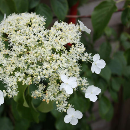 Hortensia grimpant - Set de 6 - Hydrangea anomale petiolaris - H25-40cm - ⌀9cm