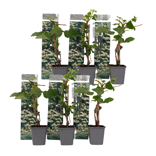 Hortensia grimpant - Set de 6 - Hydrangea anomale petiolaris - H25-40cm - ⌀9cm