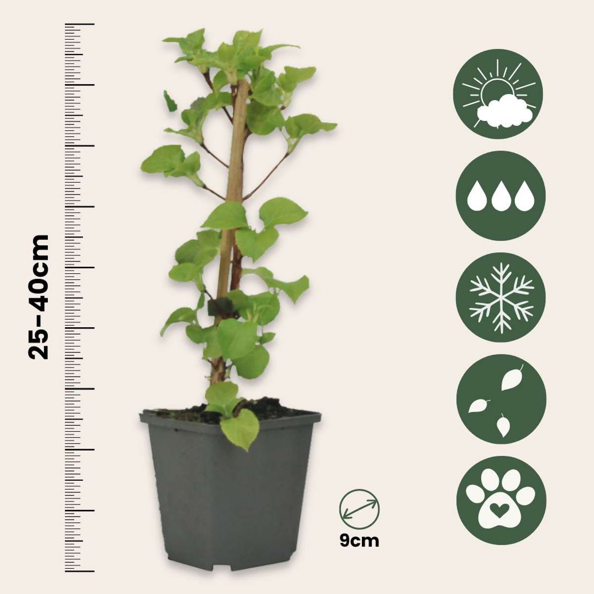 Hortensia grimpant - Set de 6 - Hydrangea anomale petiolaris - H25-40cm - ⌀9cm