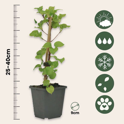 Hortensia grimpant - Set de 6 - Hydrangea anomale petiolaris - H25-40cm - ⌀9cm
