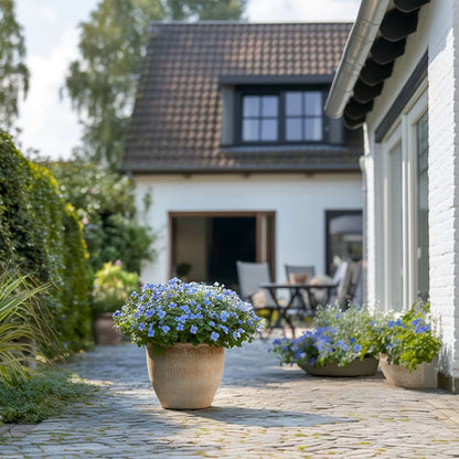 Dentelaire du Cap - Set de 3 - Plumbago auriculata - Hauteur 25-40cm - ⌀9cm