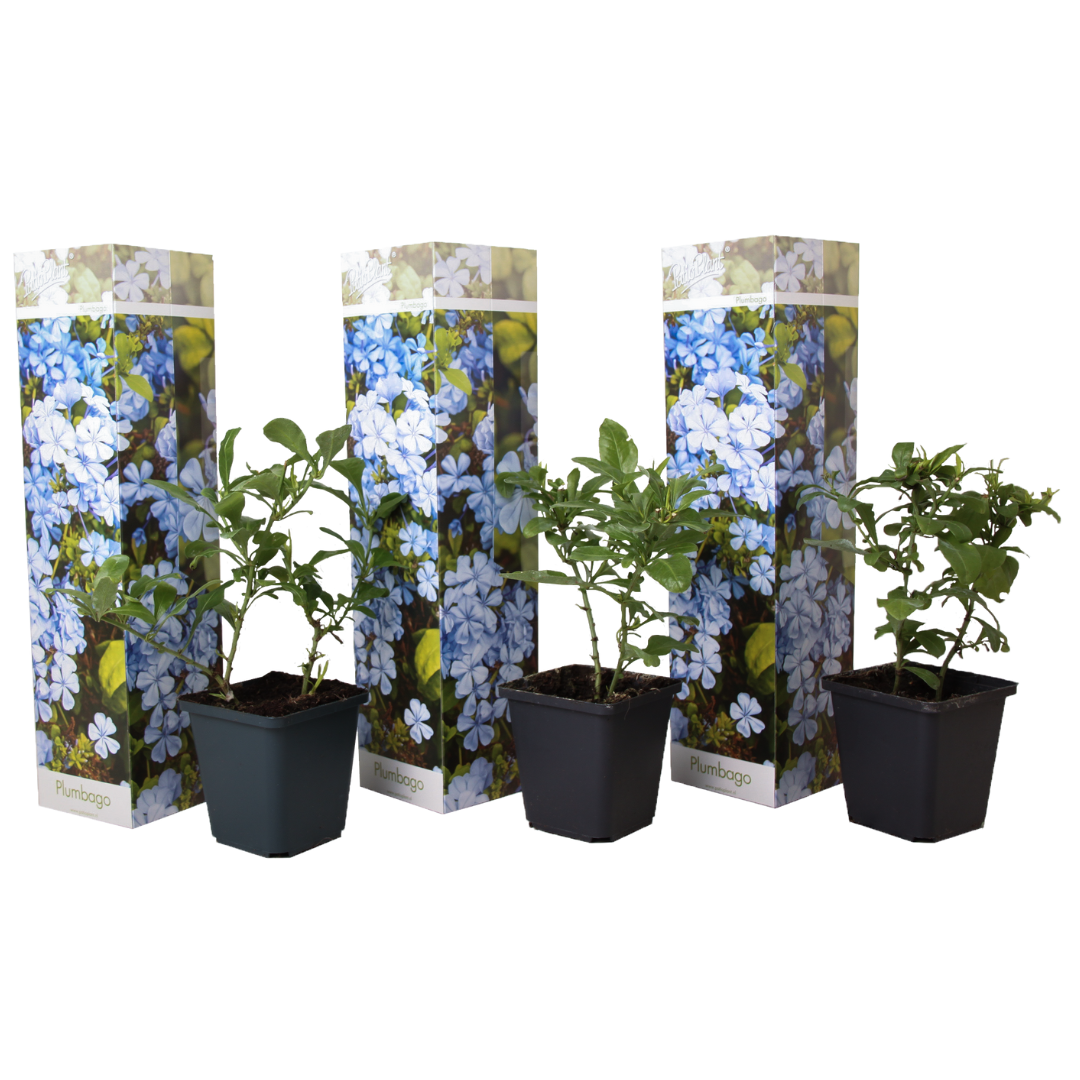 Dentelaire du Cap - Set de 3 - Plumbago auriculata - Hauteur 25-40cm - ⌀9cm