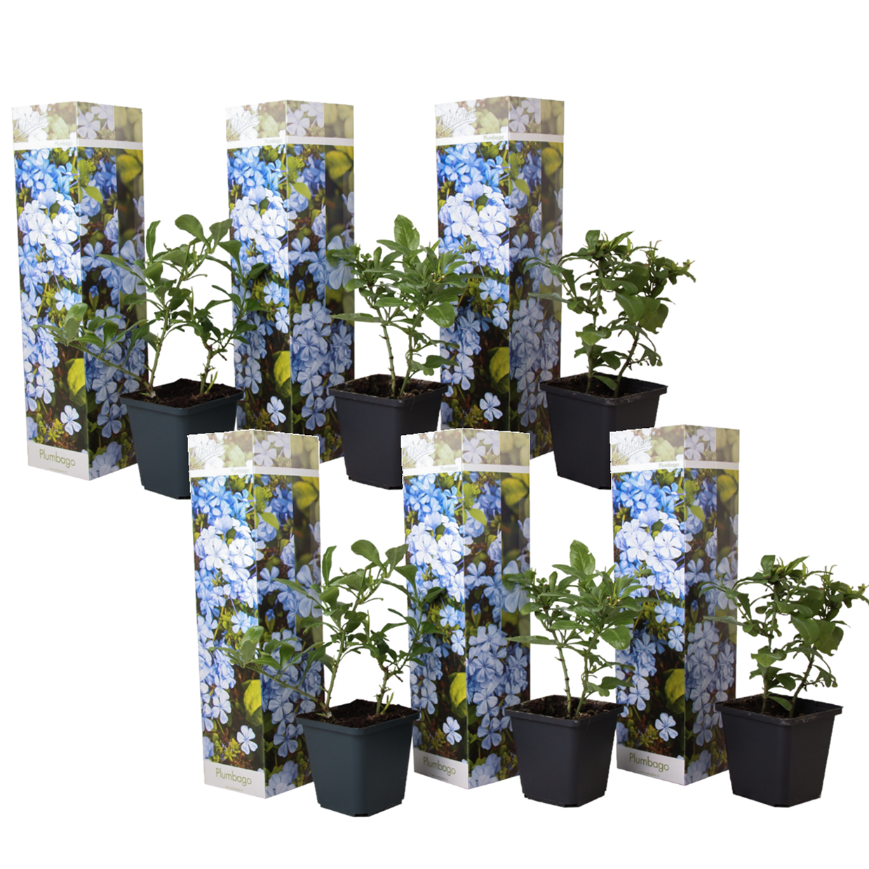 Dentelaire du Cap - Set de 6 - Plumbago auriculata - Hauteur 25-40cm - ⌀9cm - TD Plantz