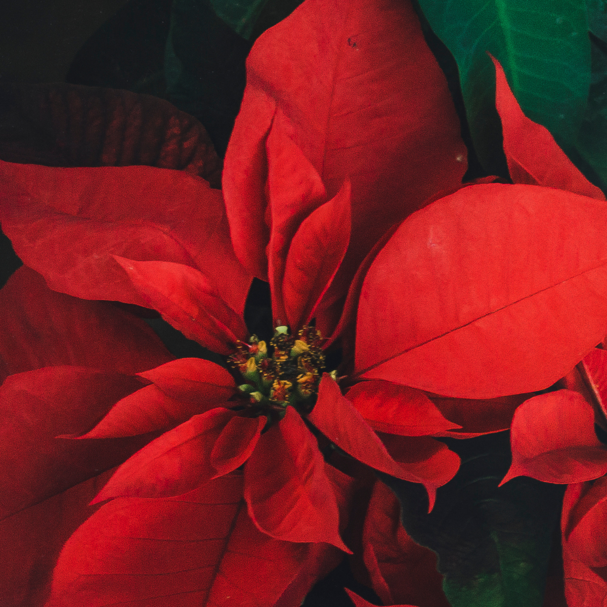 Poinsettia - 10 pcs. - Euphorbia pulcherrima - Height 5-10cm - ⌀7cm