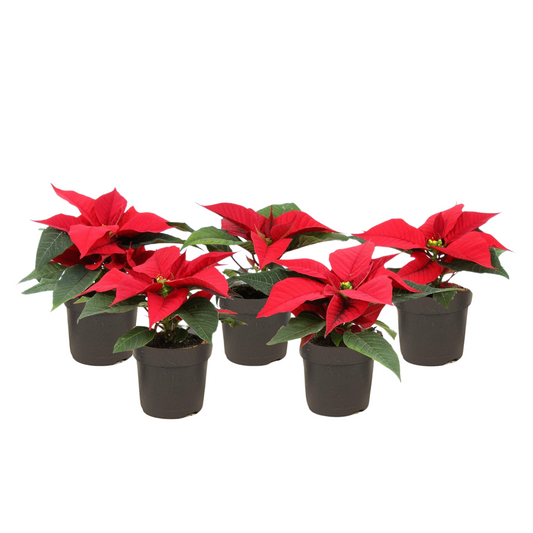 Poinsettia - 5 pcs. - Euphorbia pulcherrima - Height 5-10cm - ⌀7cm
