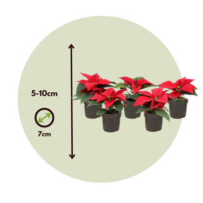Poinsettia - 10 pcs. - Euphorbia pulcherrima - Height 5-10cm - ⌀7cm