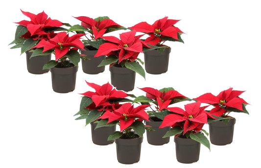 Poinsettia - 10 pcs. - Euphorbia pulcherrima - Height 5-10cm - ⌀7cm