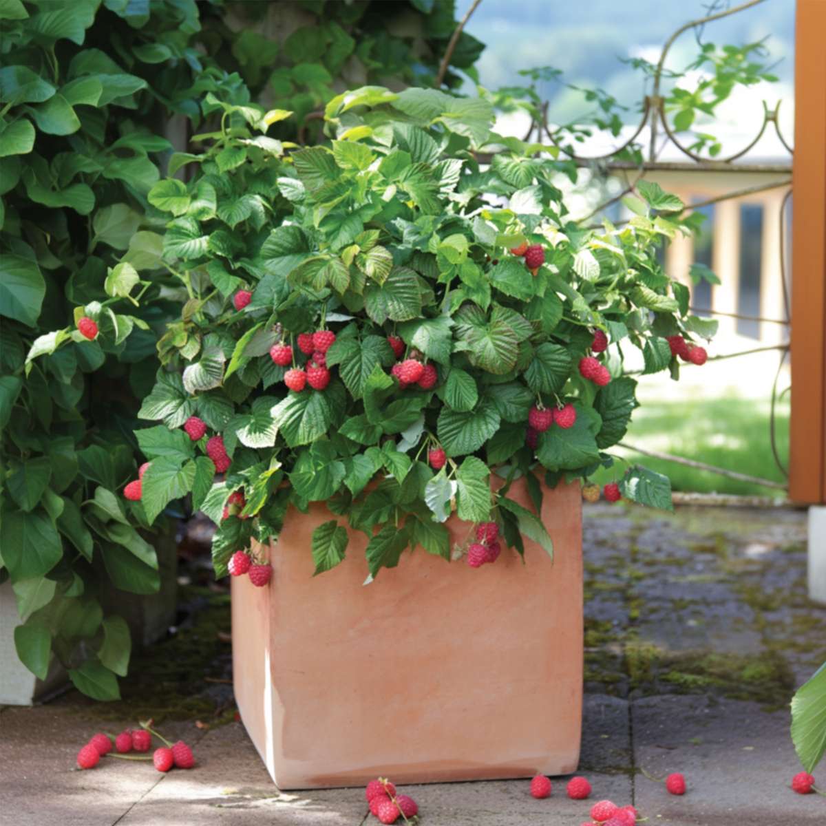 Framboisier - Set de 3 - Rubus ideaus 'Autumn Bliss' - Hauteur 25-40cm - ⌀9cm