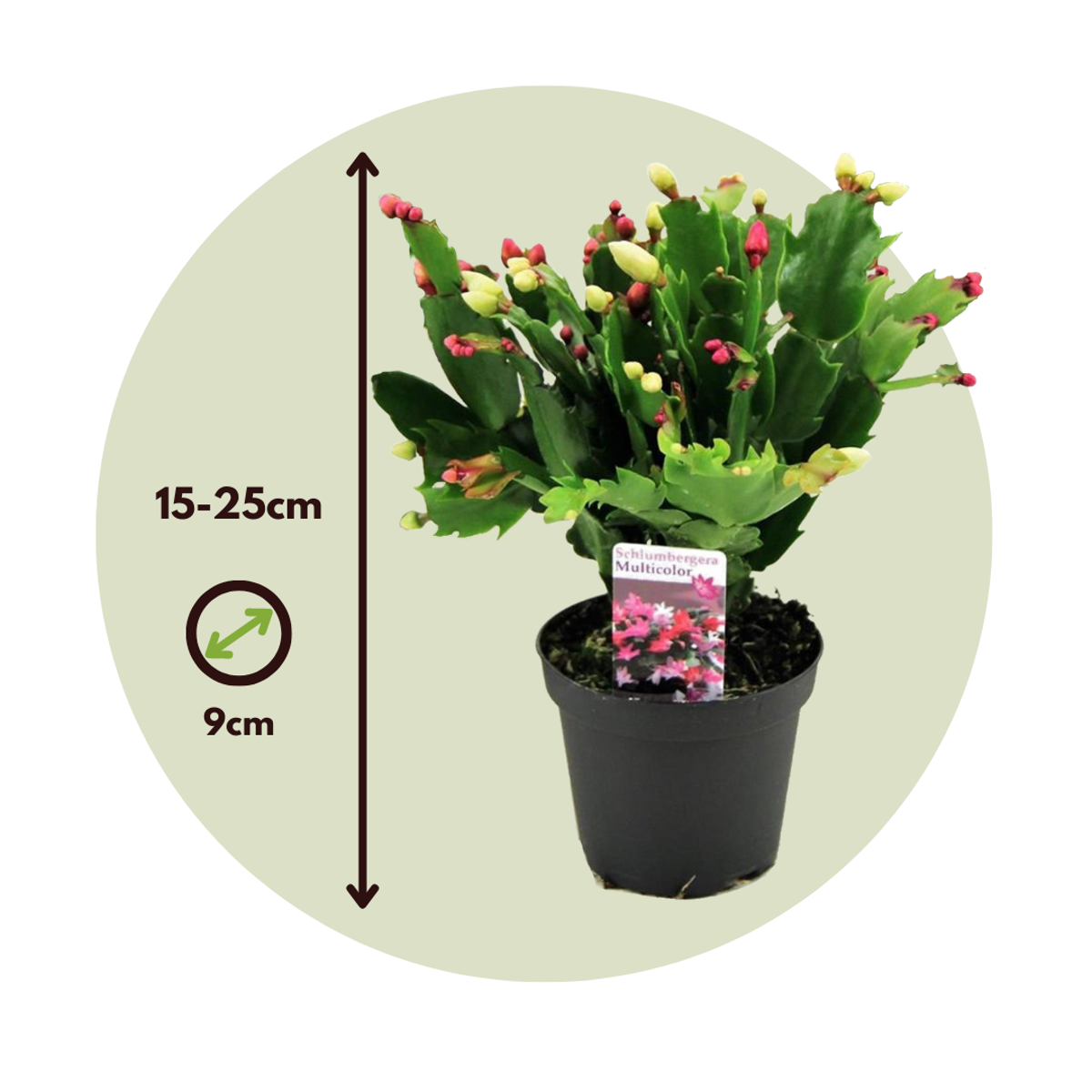 Cactus de Noël - Set de 3 - Schlumbergera 'Tricolor' - Hauteur 15-25cm - ⌀9cm