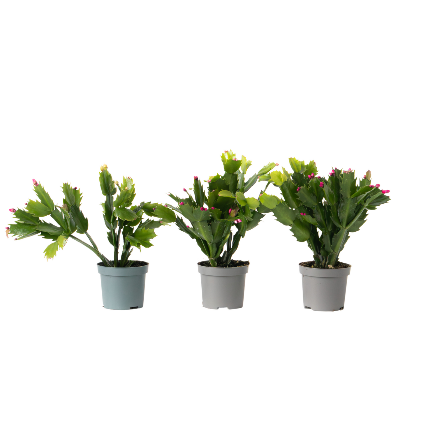 Cactus de Noël - Set de 3 - Schlumbergera 'Tricolor' - Hauteur 15-25cm - ⌀9cm