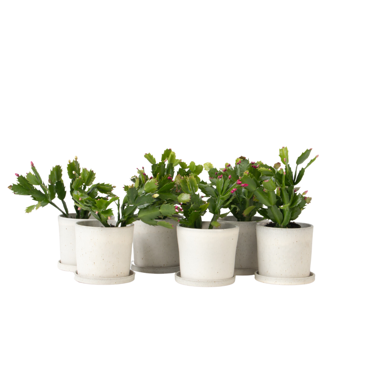 Crab Cactus - 6 pcs. - Schlumbergera 'Tricolor' - Height 15-25cm - ⌀9cm