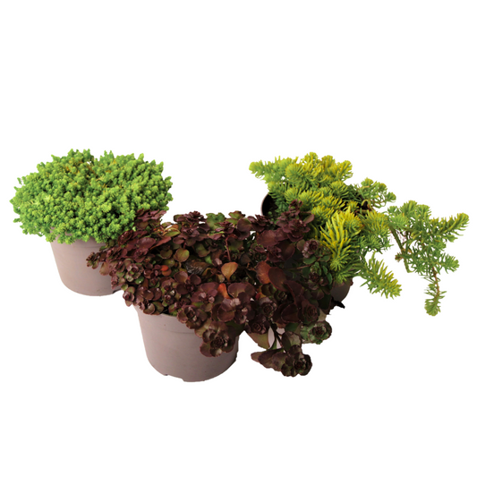 Stonecrop - 3 pcs. - Sedum reflexum - Height 10-15cm - ⌀12cm