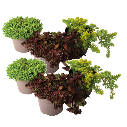 Stonecrop - 6 pcs. - Sedum reflexum - Height 10-15cm - ⌀12cm
