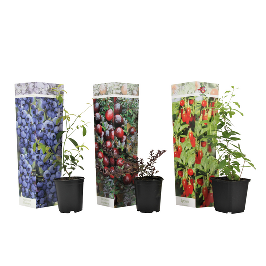 Superfruit Mix - 3 pcs. - Actinidia, Vaccinium - Height 25-40cm - ⌀9cm