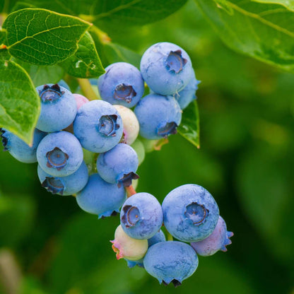 Mélange de plantes fruitières - Set de 6 - Actinidia Vaccinium - H25-40cm - ⌀9cm