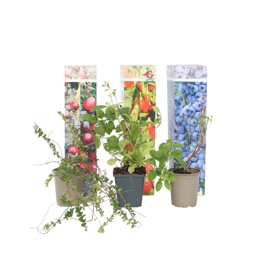 Superfruit Mix - 6 pcs. - Actinidia, Vaccinium - Height 25-40cm - ⌀9cm