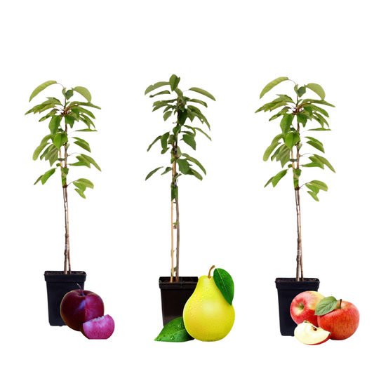 Fruit columns - 3 pcs. - Apple, pear - Height 60-70cm - ⌀9cm