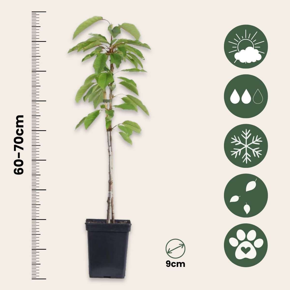 Colonnes de fruits - Set de 6 - Pomme, poire - Hauteur 60-70cm - ⌀9cm