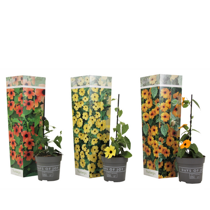 Suzanne aux yeux noirs - Set de 3 - Thunbergia alata - Hauteur 25-40cm - ⌀9cm