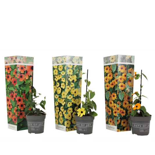 Black-eyed Susan Vine - 3 pcs. - Thunbergia alata - Height 25-40cm - ⌀9cm