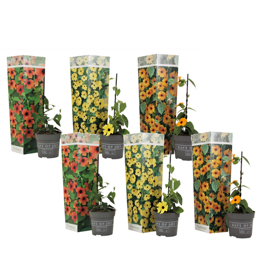 Black-eyed Susan Vine - 6 pcs. - Thunbergia alata - Height 25-40cm - ⌀9cm