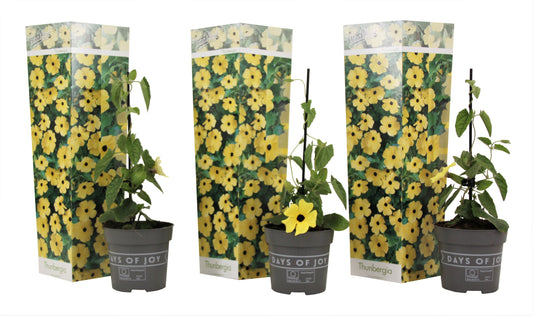 Black-eyed Susan Vine - 3 pcs. - Thunbergia 'Lemon Star' - H25-40cm - ⌀9cm