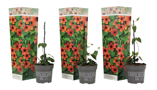 Black-eyed Susan Vine - 3 pcs. - Thunbergia 'Arizona Red' - H25-40cm - ⌀9cm
