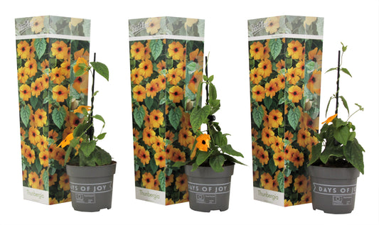 Black-eyed Susan Vine - 3 pcs. - Thunbergia 'New Orange' - H25-40cm - ⌀9cm