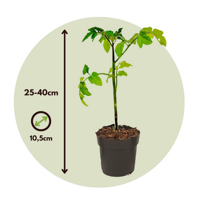 Tomate-pomme de terre - Solanum 'Tomtato' - Hauteur 25-40cm - ⌀10,5cm
