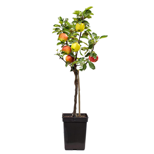 Apple tree - Malus - Height 60-70cm - ⌀17cm