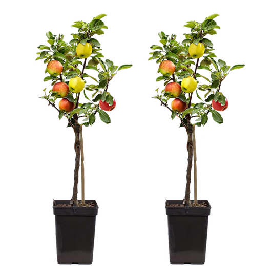 Apple tree - 2 pcs. - Malus - Height 60-70cm - ⌀17cm