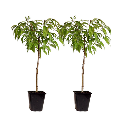 Prunier pêches - Set de 2 - Prunus persica 'Saturne' - Hauteur 60-70cm - ⌀15cm