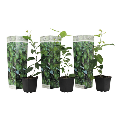 Citronnier - Set de 3 - Citrus aurantifolia - Hauteur 25-40cm - ⌀9cm - TD Plantz