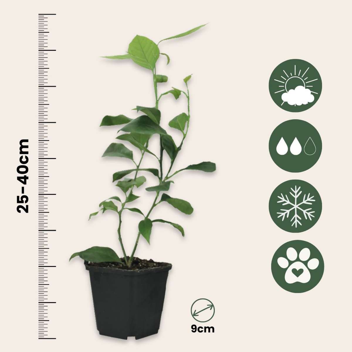 Citronnier - Set de 3 - Citrus aurantifolia - Hauteur 25-40cm - ⌀9cm - TD Plantz