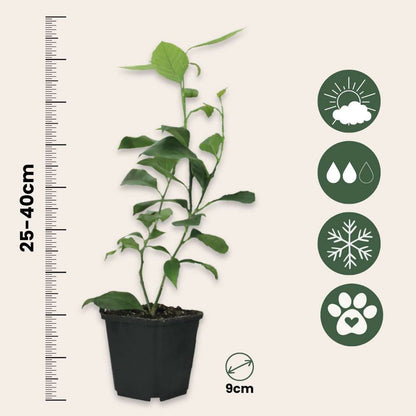 Citronnier - Set de 3 - Citrus aurantifolia - Hauteur 25-40cm - ⌀9cm - TD Plantz