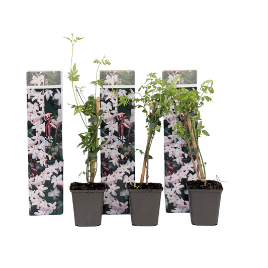 Star of Jasmine - 3 pcs. - Jasminum 'Officinale' - Height 25-40cm - ⌀9cm