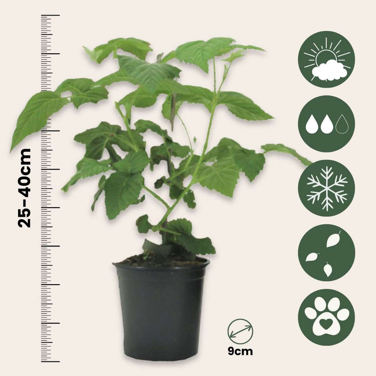 Framboise de Tay - Set de 3 - Rubus 'Tayberry' - Hauteur 25-40cm - ⌀9cm