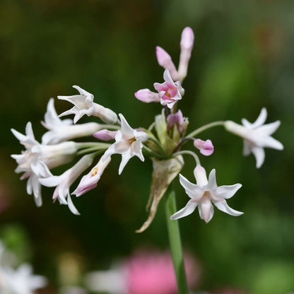 Tulbaghie - Set de 3 - Tulbaghia violacea - Hauteur 15-25cm - ⌀9cm