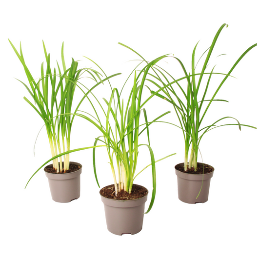 Society Garlic - 3 pcs. - Tulbaghia violacea - Height 15-25cm - ⌀9cm