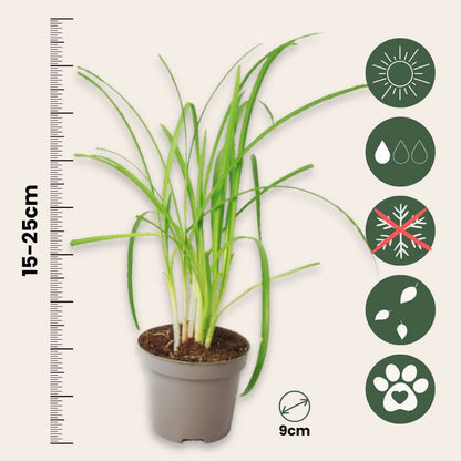 Tulbaghie - Set de 6 - Tulbaghia violacea - Hauteur 15-25cm - ⌀9cm
