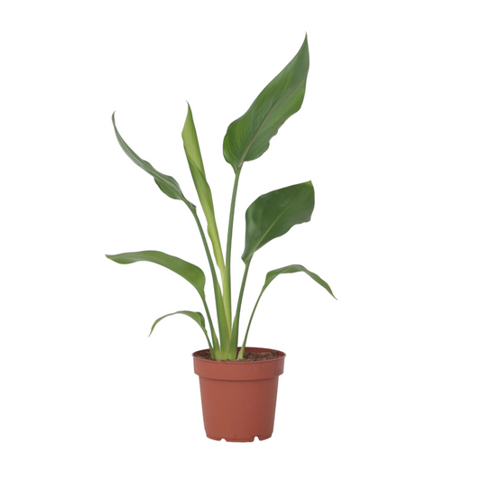 Bird of Paradise - Strelitzia reginea - Height 25-40cm - ⌀9cm