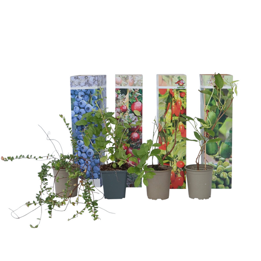Smoothie Mix - 4 pcs. - Actinidia, Vaccinium, Lycium - Height 25-40cm - ⌀9cm