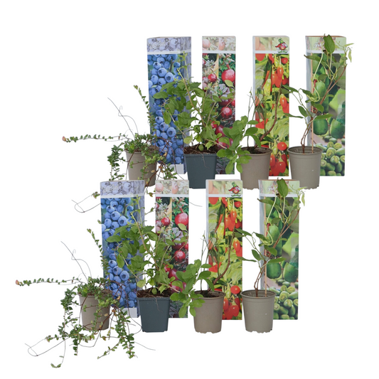 Smoothie Mix - 8 pcs. - Actinidia, Vaccinium, Lycium - Height 25-40cm - ⌀9cm