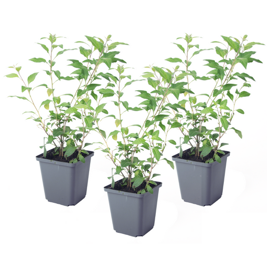 Solanum - Set de 3 - Lycianthes rantonnetii - Hauteur 25-40cm - ⌀9cm - TD Plantz