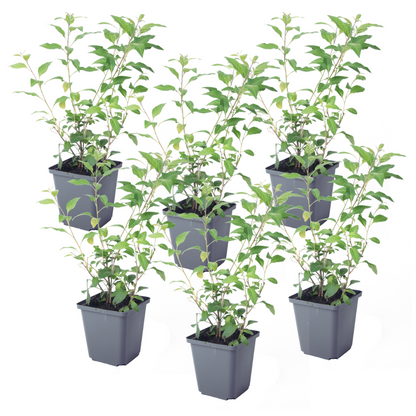 Solanum - Set de 6 - Lycianthes rantonnetii - Hauteur 25-40cm - ⌀9cm