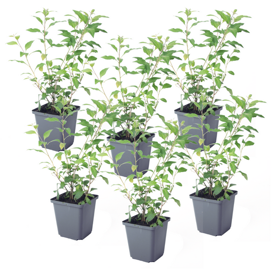 Solanum - Set de 6 - Lycianthes rantonnetii - Hauteur 25-40cm - ⌀9cm