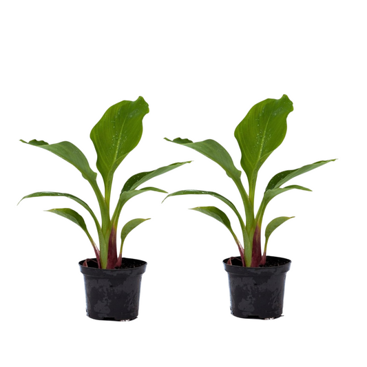 Bananier nain Lotus d'or - Set de 2 - Musella lasiocarpa - H25-40cm - ⌀9cm