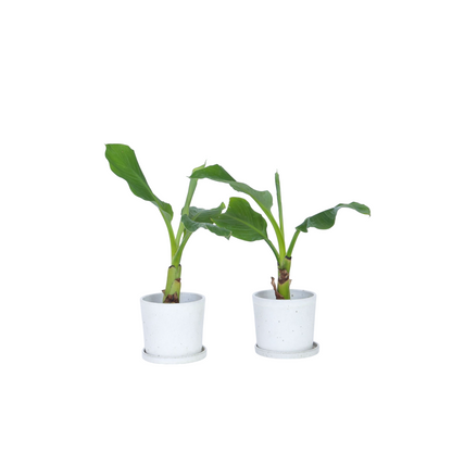 Golden Lotus Banana - 2 pcs. - Musella lasiocarpa - Height 25-40cm - ⌀9cm