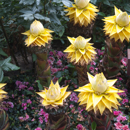 Bananier nain Lotus d'or - Set de 4 - Musella lasiocarpa - H25-40cm - ⌀9cm