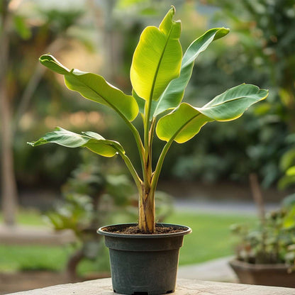 Bananier nain Lotus d'or - Set de 4 - Musella lasiocarpa - H25-40cm - ⌀9cm